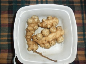 Jerusalem Artichoke