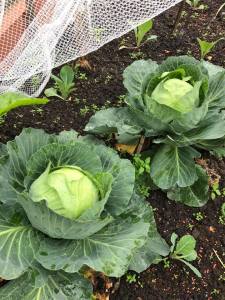 cabbage 1