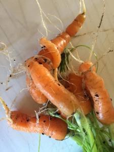 carrots