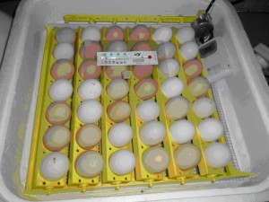 chick-2