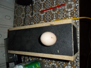 chick-3