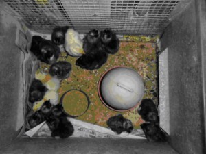 chick-4