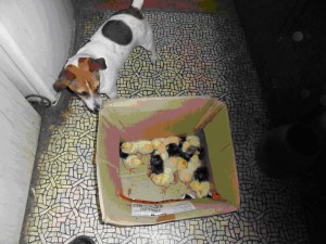 chick-5