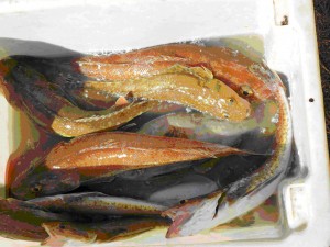 fishing-3