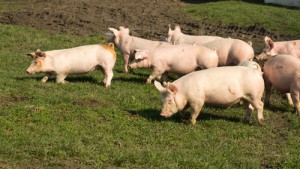 pigs