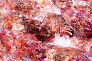 rock cod