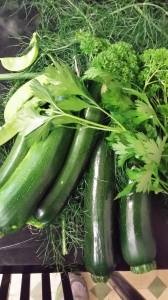 zucchini 1