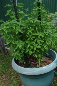 BASIL 1