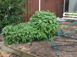 SAM_0665