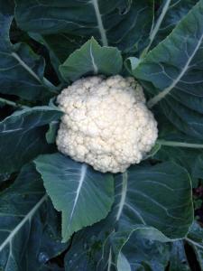 cauliflower