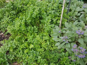 parsley-1